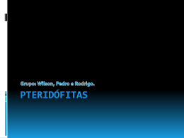 Pteridófitas.