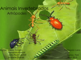 Animais Invertebrados Artrópodes Equipe : Cezar Pinheiro