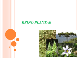 REINO PLANTAE