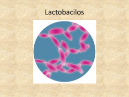 Lactobacilos