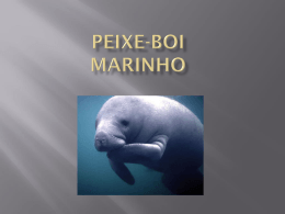 Peixe-boi Marinho