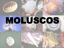 MOLUSCOS - biologiapravoce