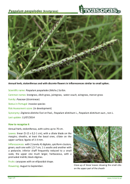Paspalum paspalodes (knotgrass)