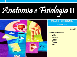 14.3 Sistema sensorial Slides da aula