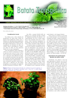 plantas transg&ecirc;nicas de batata achat resistentes ao