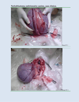 Nefroblastoma embrionario canino, caso clínico