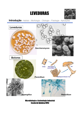LEVEDURAS - Escola de Qu&iacute;mica / UFRJ