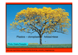 Plastos Cloroplastos Fotossíntese ()