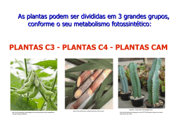 AULA 10 Plantas C3 C4 Cam PDF - Docente