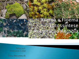 Xilema e Fluema Fotossíntese Respiração Aeróbia