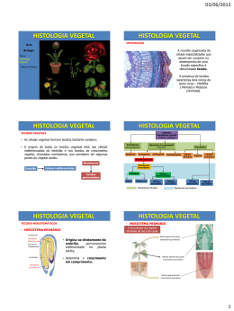 histologia vegetal - Col&eacute;gio Monte Castelo