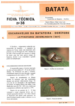 escaravelho da batateira
