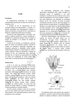 28 FLOR - Anatomia Vegetal