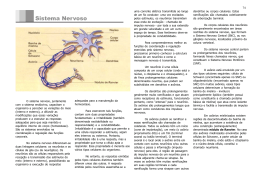 Sistema Nervoso
