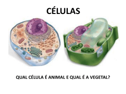 células eucarióticas e procarióticas