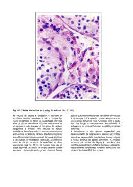 Fig. 18.9 Células intersticiais (de Leydig) do testículo (H & E X 480