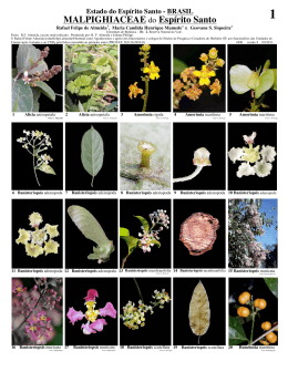 490 Malpighiaceae do Esp&iacute;rito Santo