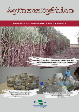 institui&ccedil;&otilde;es e empresas investem no capim - Ainfo