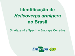 Identificação de Helicoverpa armigera no Brasil