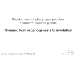 Thymus: from organogenesis to involution