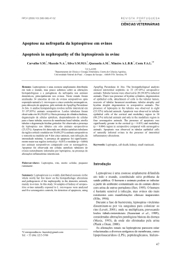 Apoptose na nefropatia da leptospirose em ovinos Apoptosis