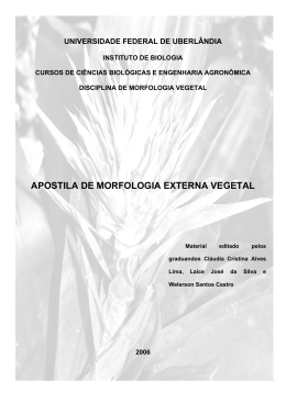 Raiz - Anatomia Vegetal - Universidade Federal de Uberl&acirc;ndia