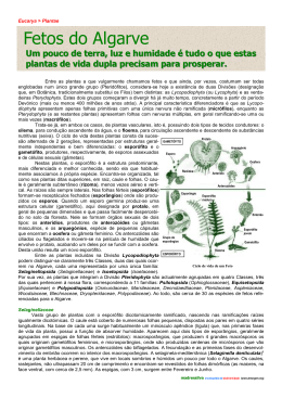 Fetos do Algarve