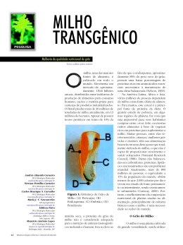 MILHO TRANSGÊNICO