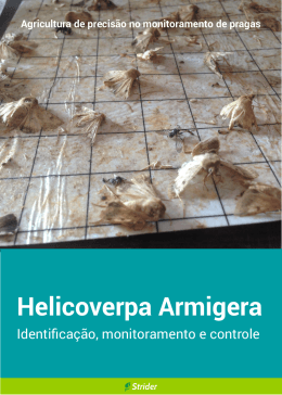 Helicoverpa Armigera