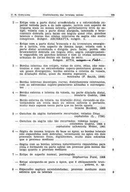 2 _ Estipe com a parte distal arredondada e a