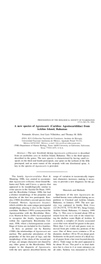 A new species of Agostocaris (Caridea: Agostocarididae) from