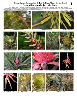 Bromeliaceae de Juiz de Fora