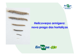 Helicoverpa armigera : nova praga das hortaliças
