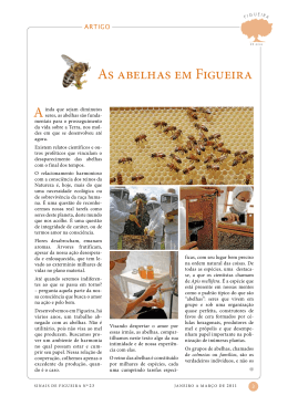 As abelhas em Figueira