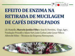 Efeito de enzima na retirada de mucilagem de caf&eacute;s despolpados.