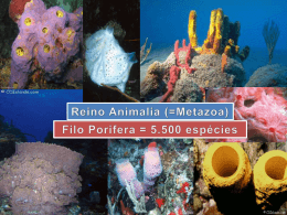 Filo Porifera (Parte 1) - laboratório de zoologia
