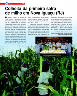 Colheita da primeira safra de milho em Nova Iguaçu (RJ)