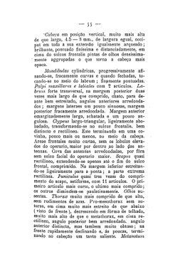 `Cabeça em posição vertical, muito mais alta