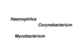 Haemophilus Corynebacterium Mycobacterium