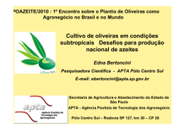 Cultivo de oliveiras em condições subtropicais Desafios para