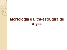 Morfologia e ultra-estrutura de algas