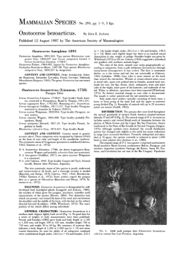 Ozotoceros bezoarticus