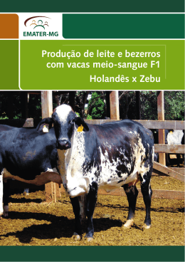 Produção de leite e bezerros com vacas meio-sangue - Emater-MG