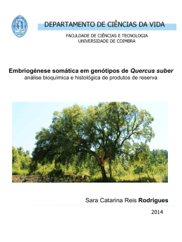 Disserta&ccedil;&atilde;o de Mestrado - Sara Rodrigues