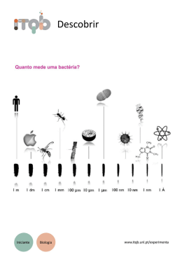 Quanto mede uma bact&eacute;ria