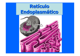 Retículo endoplasmático rugoso/liso