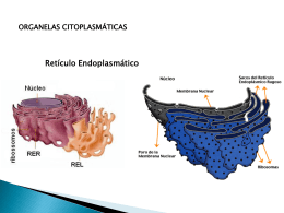Ret&iacute;culo Endoplasm&aacute;tico