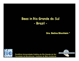Bees in Rio Grande do Sul - Brazil -