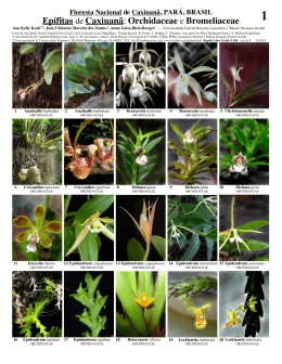 Epífitas de Caxiuanã: Orchidaceae e Bromeliaceae