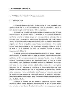 4 RESULTADOS E DISCUSS&Atilde;O 4.1 ANATOMIA DAS FOLHAS DE